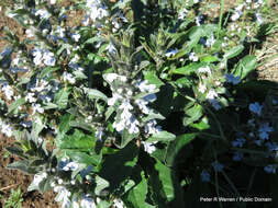 Image of Bugle plant