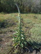 Image of orange mullein