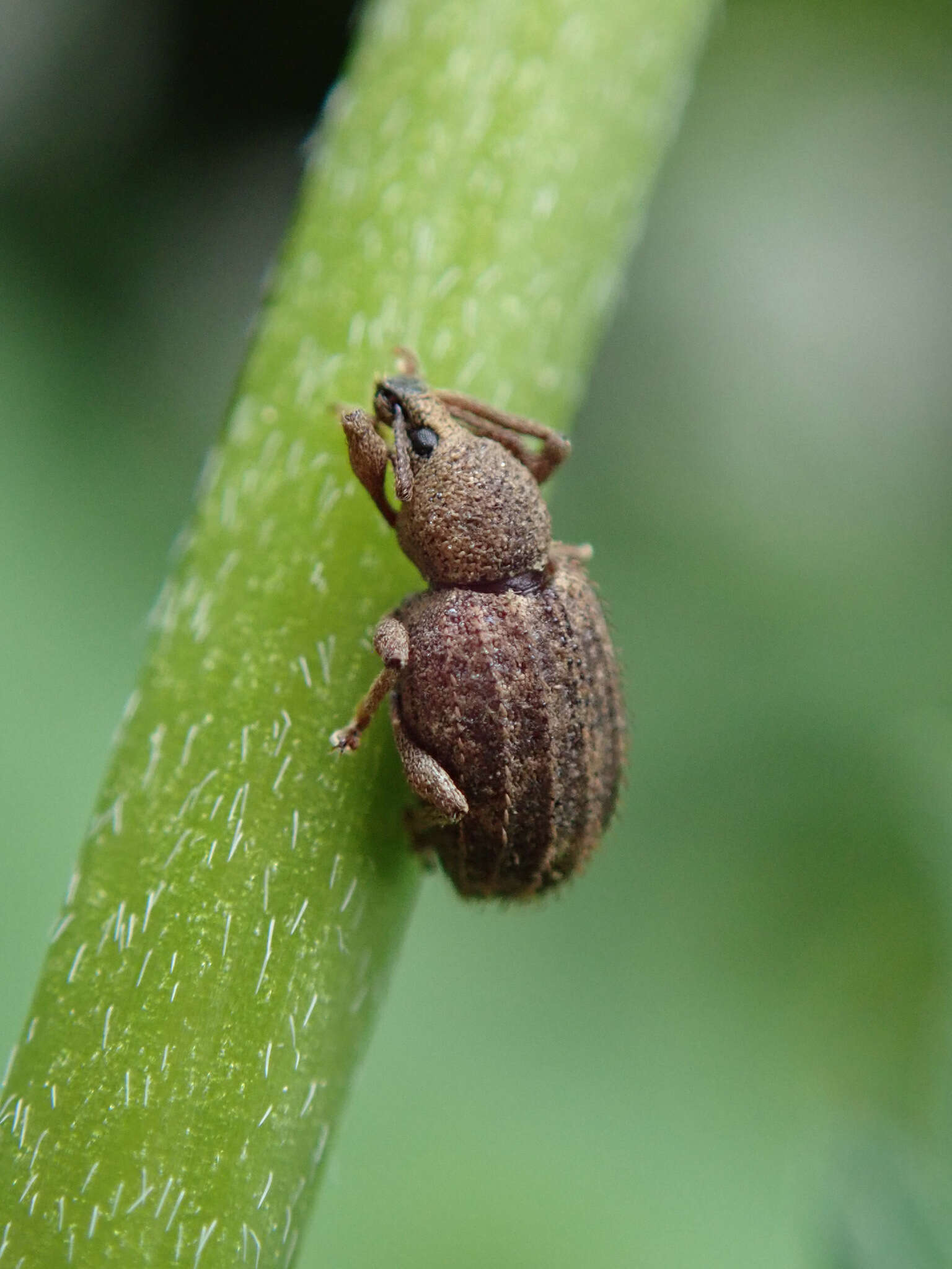 Otiorhynchus (Nihus) carinatopunctatus (Retzius 1783) resmi