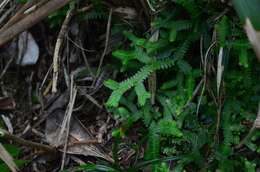 Image of Selaginella boninensis Bak.