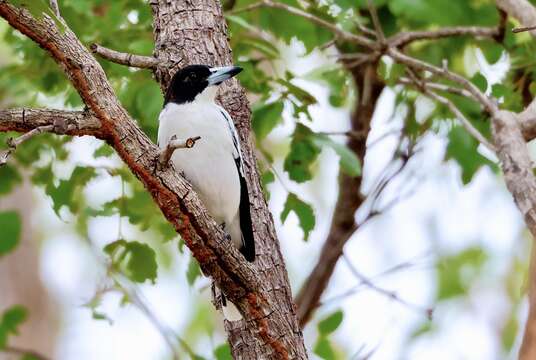 Image of Black-backed Butcherbird