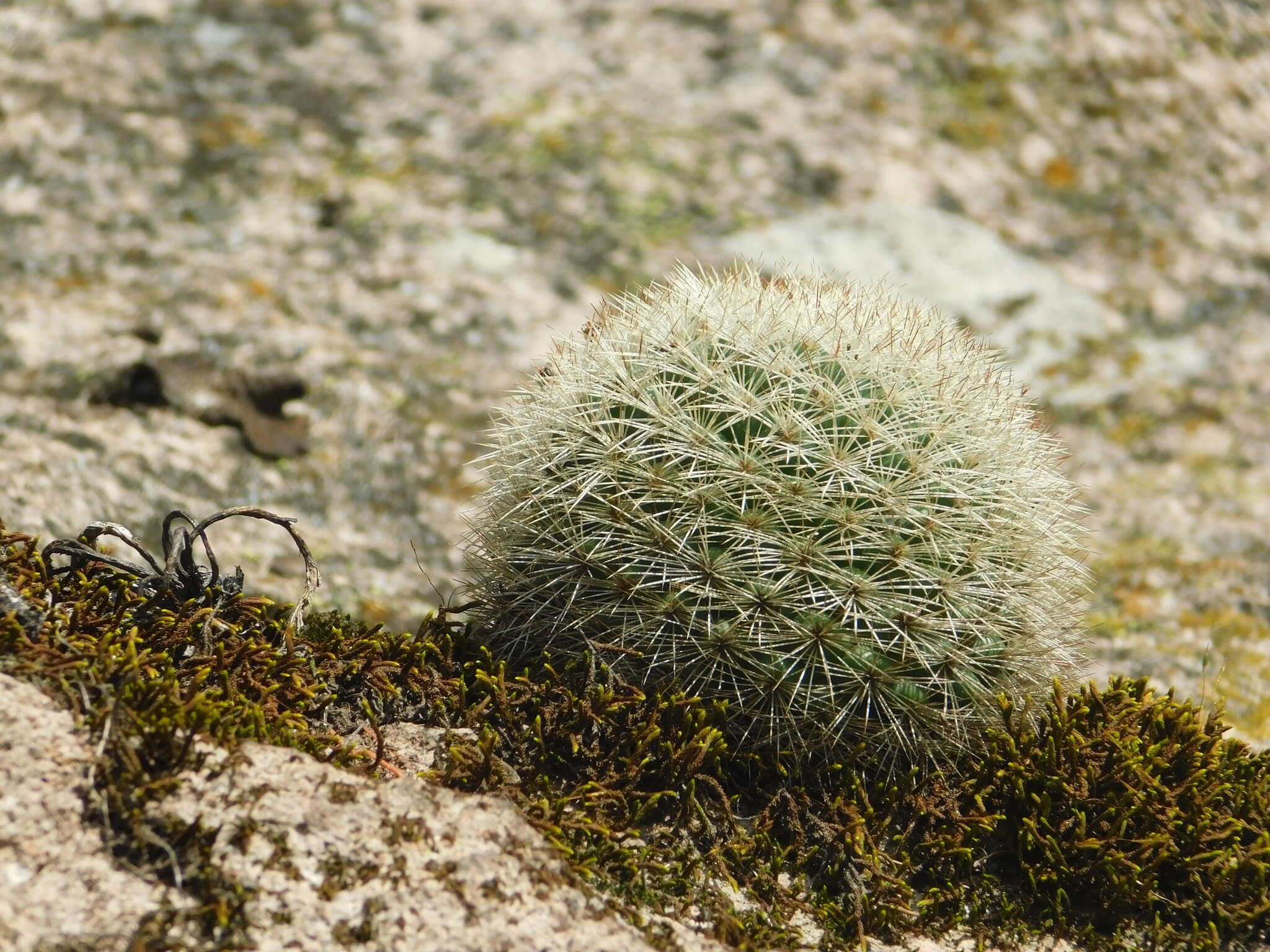 Mammillaria densispina (J. M. Coult.) Orcutt的圖片