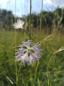 Image of Dianthus superbus subsp. superbus