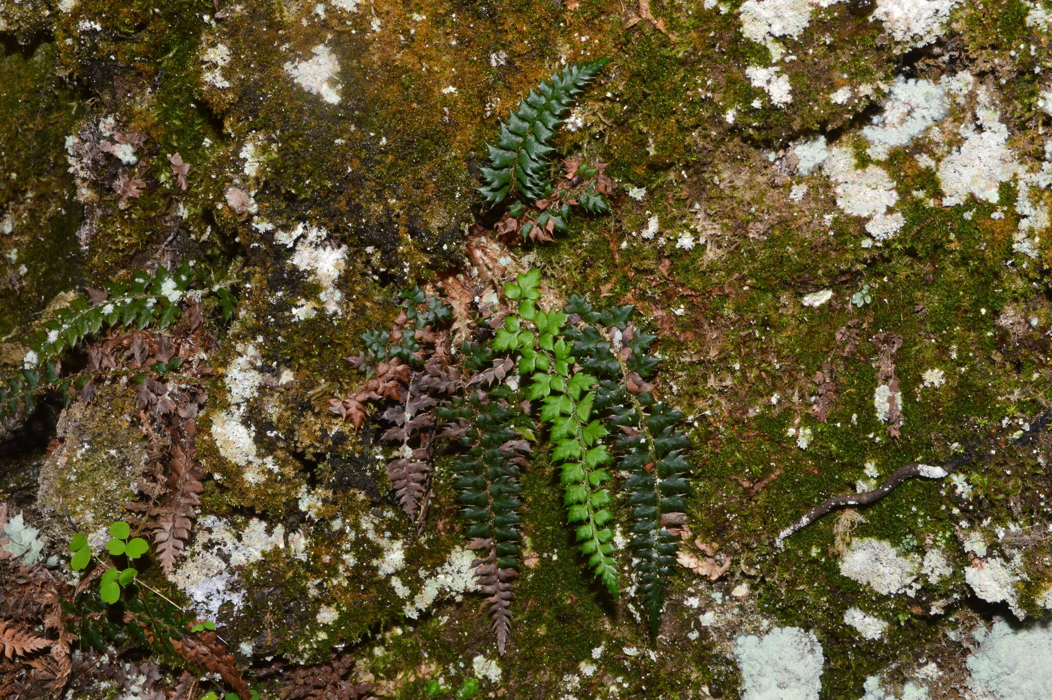 Слика од Polystichum acanthophyllum (Franch.) Christ