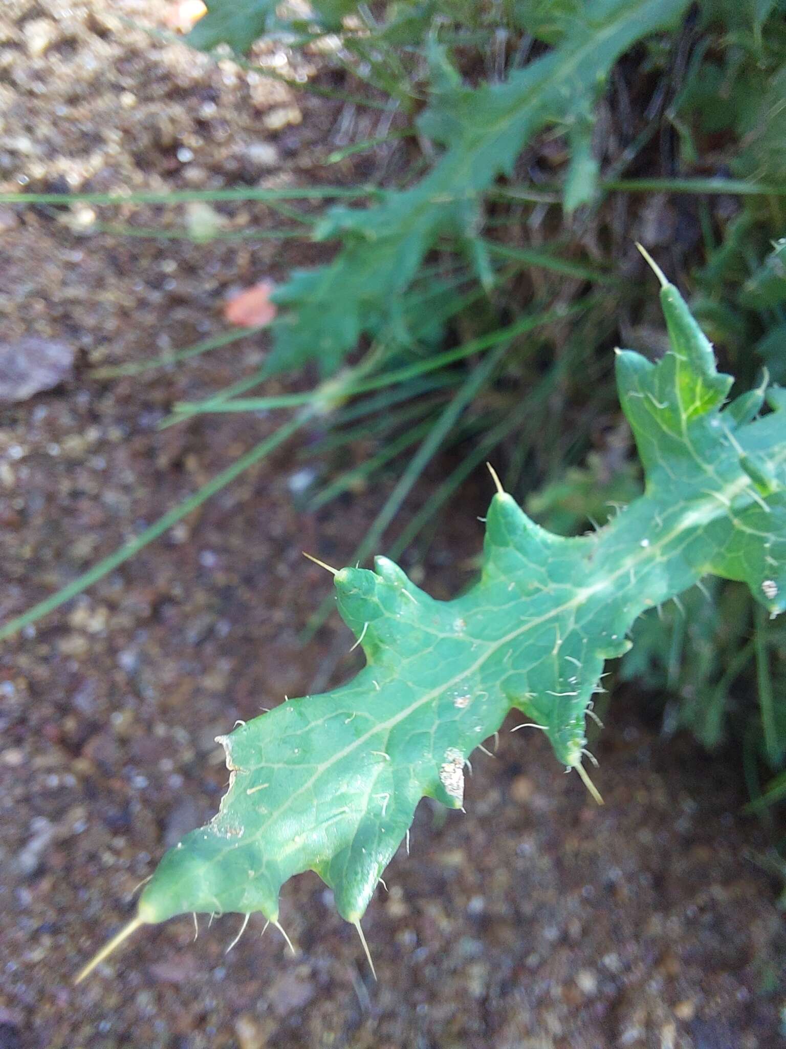 Image of Orange poppy