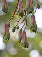 Image of Bomarea edulis (Tussac) Herb.