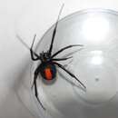 Plancia ëd Latrodectus cinctus Blackwall 1865