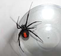 Latrodectus cinctus Blackwall 1865的圖片