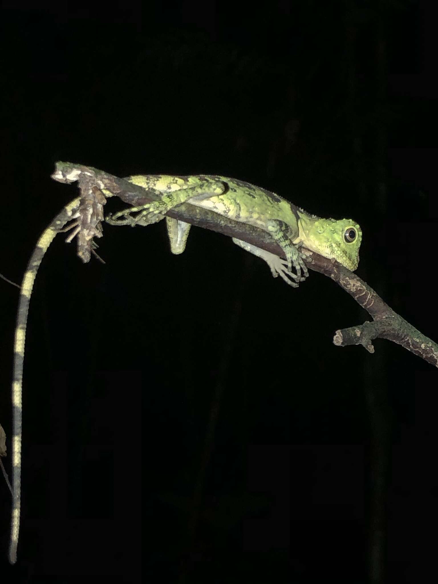 صورة Gonocephalus liogaster (Günther 1872)