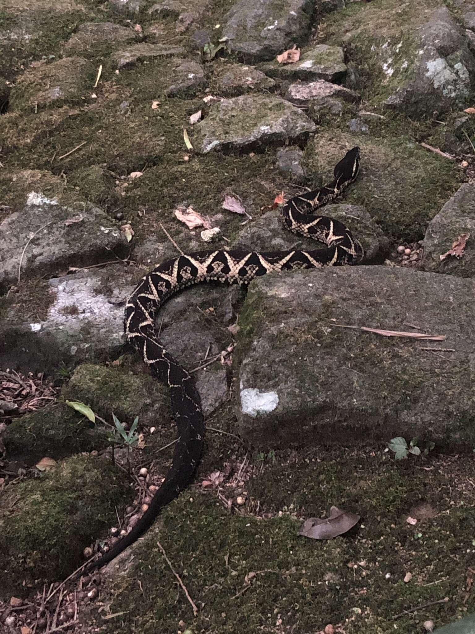 صورة Bothrops jararacussu Lacerda 1884