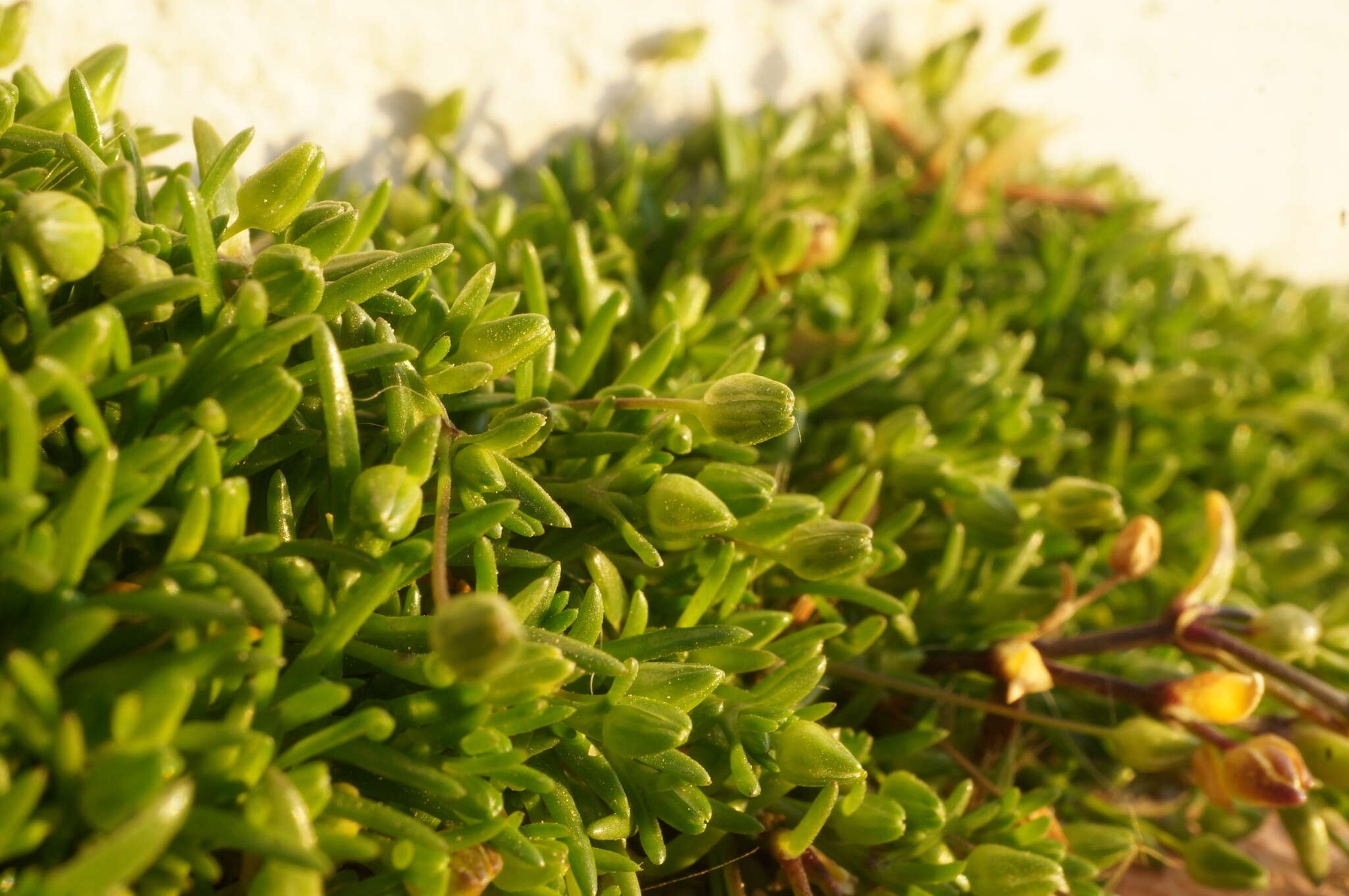 Image of sea pearlwort