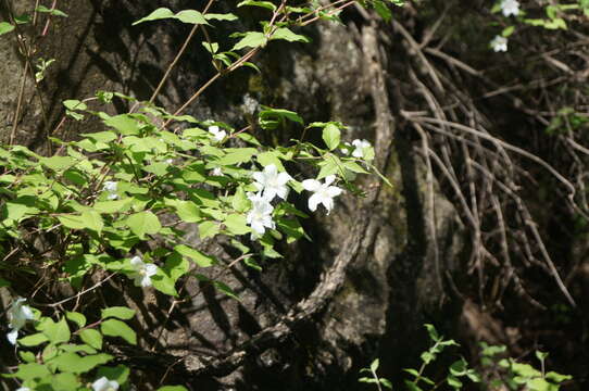 Image of Deutzia baroniana Diels