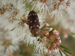 Sivun Pachycisseis bicolor (Gory & Laporte 1839) kuva