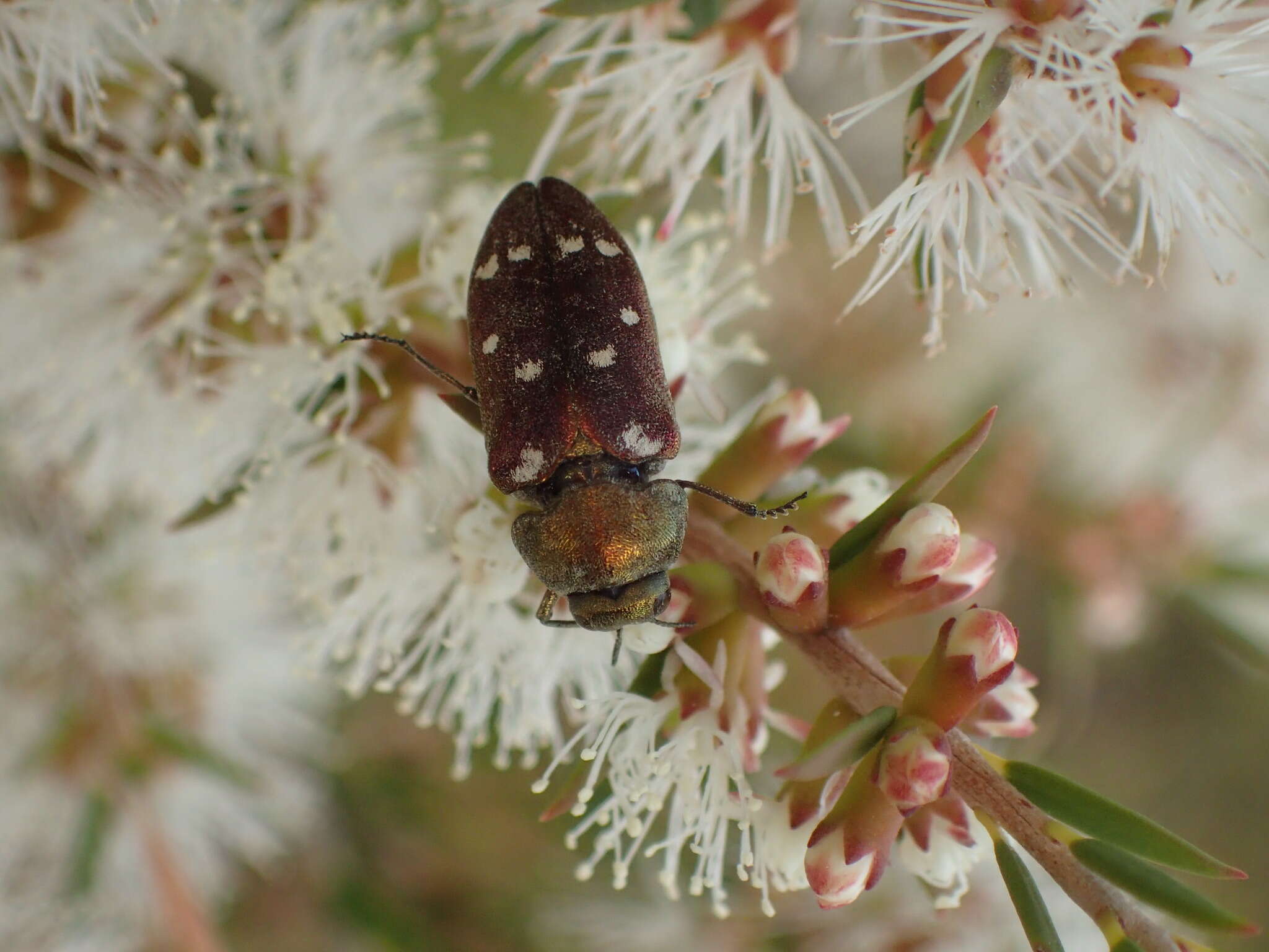 Sivun Pachycisseis bicolor (Gory & Laporte 1839) kuva