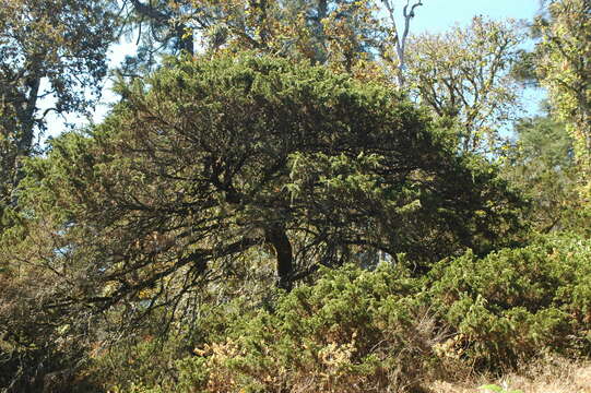 Image de <i>Juniperus <i>monticola</i></i> f. monticola