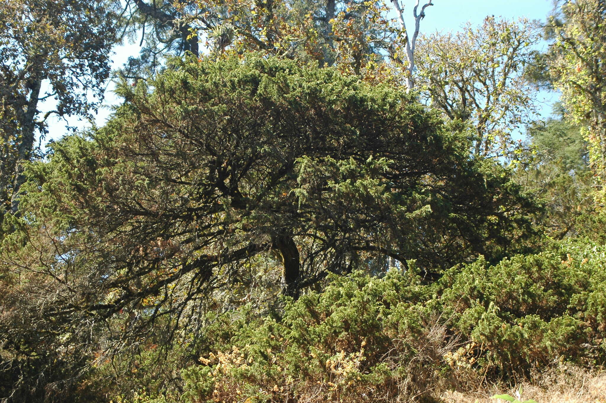 Слика од <i>Juniperus <i>monticola</i></i> f. monticola