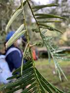 Plancia ëd Cephalotaxus harringtonii var. wilsoniana (Hayata) Kitam.