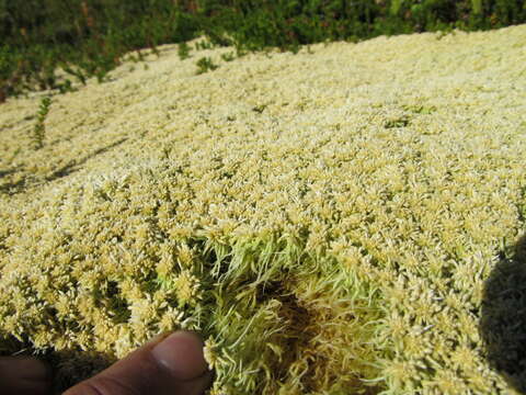 Imagem de Sphagnum angustifolium C. E. O. Jensen 1896