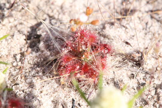 Image of Drosera leucostigma (N. G. Marchant & Lowrie) Lowrie & Conran