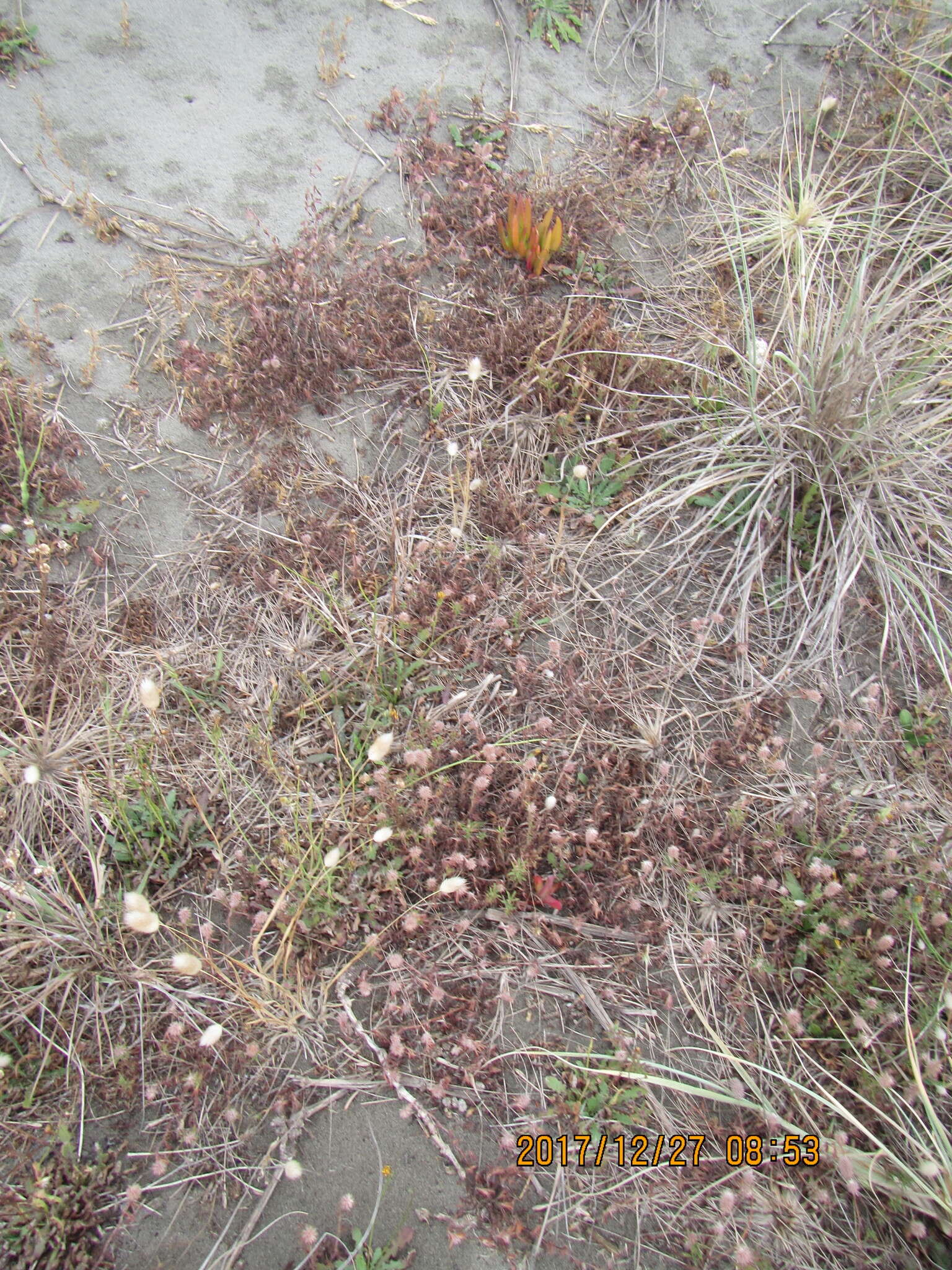 Plancia ëd Carpobrotus N. E. Br.