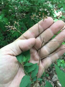 Image of Japanese meadowsweet