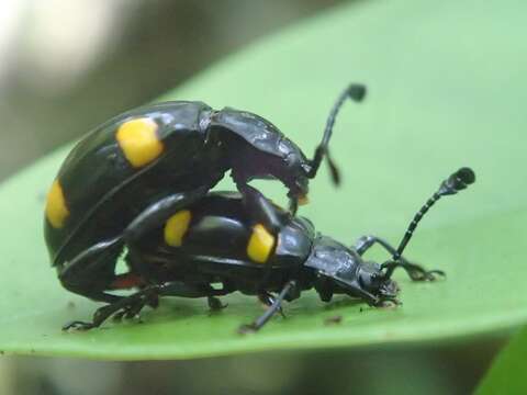 Image of Eumorphus quadriguttatus (Illiger 1800)