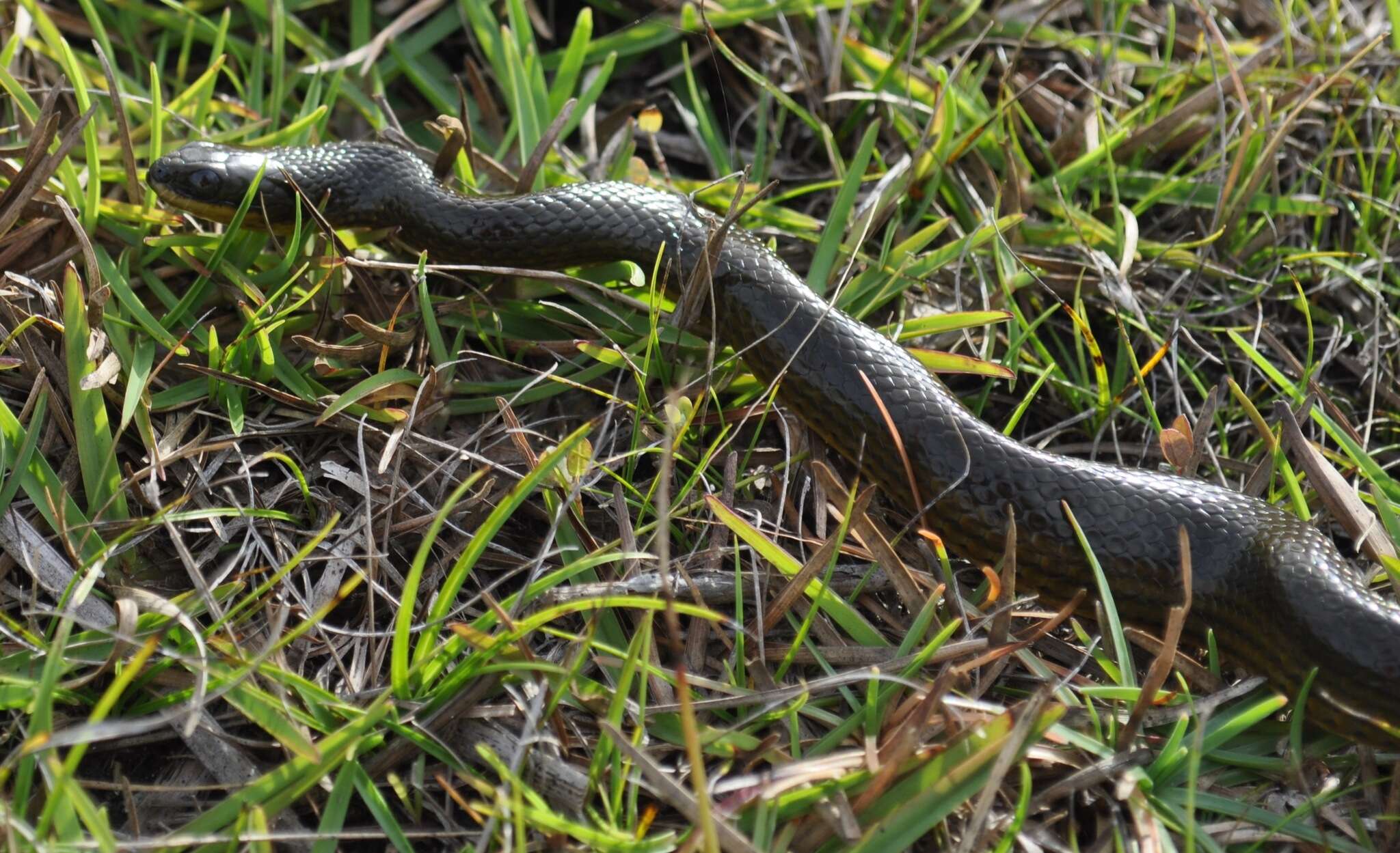 Imagem de Liodytes alleni (Garman 1874)