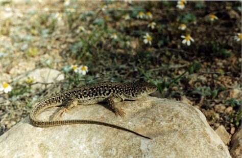 Image of Strauch's Racerunner