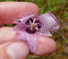 Image de Calochortus amoenus Greene