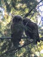 Image of California Spotted Owl