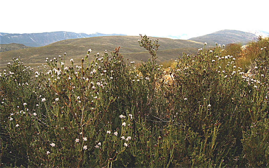 Imagem de Paranomus centaureoides Levyns