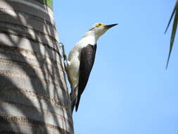 Image of White Woodpecker