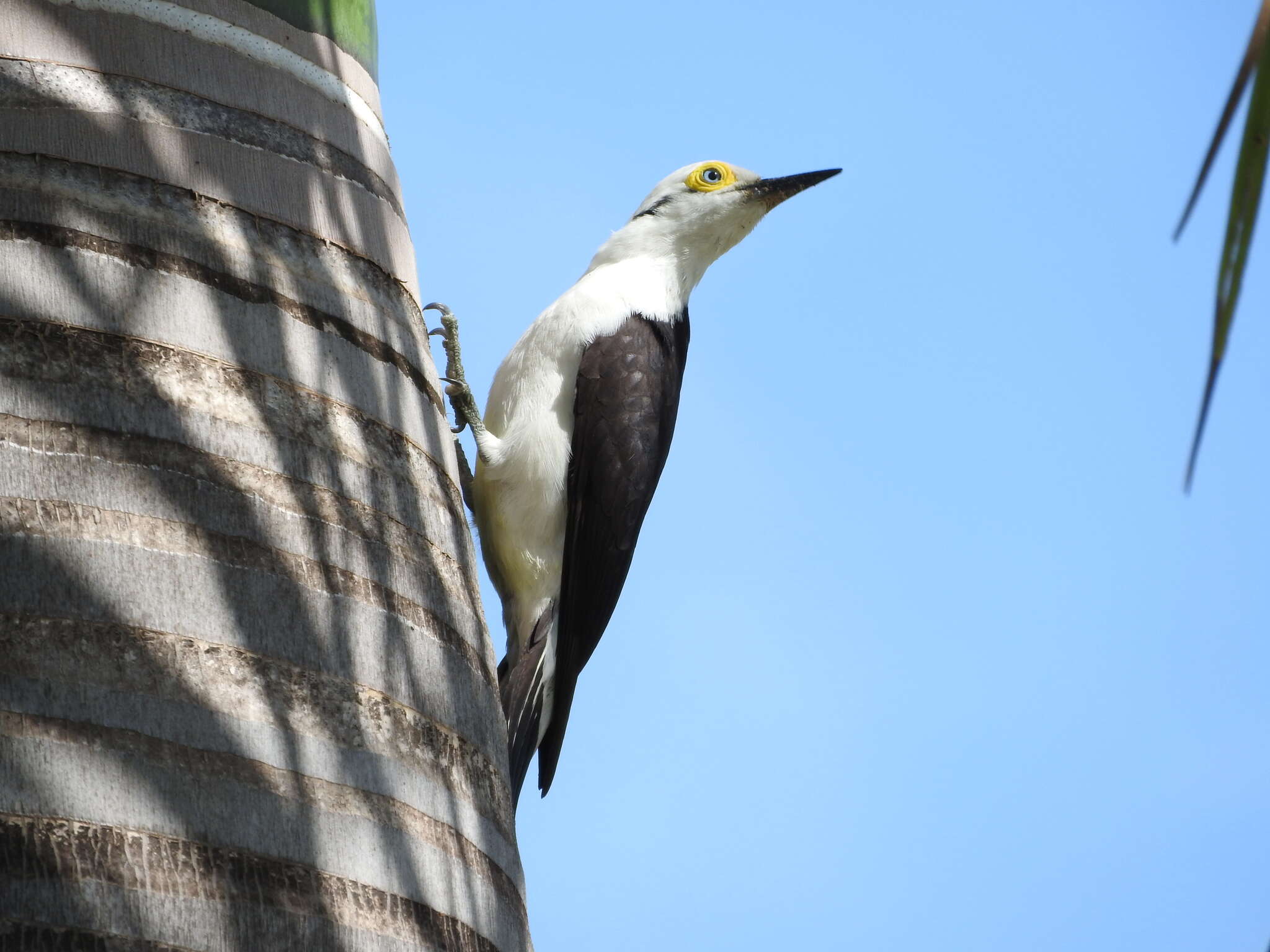 Image of White Woodpecker