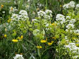 Imagem de Peltaria angustifolia DC.