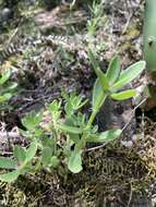 Image of Portulaca cryptopetala Speg.