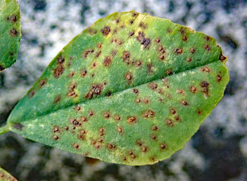 Imagem de Uromyces striatus J. Schröt. 1870