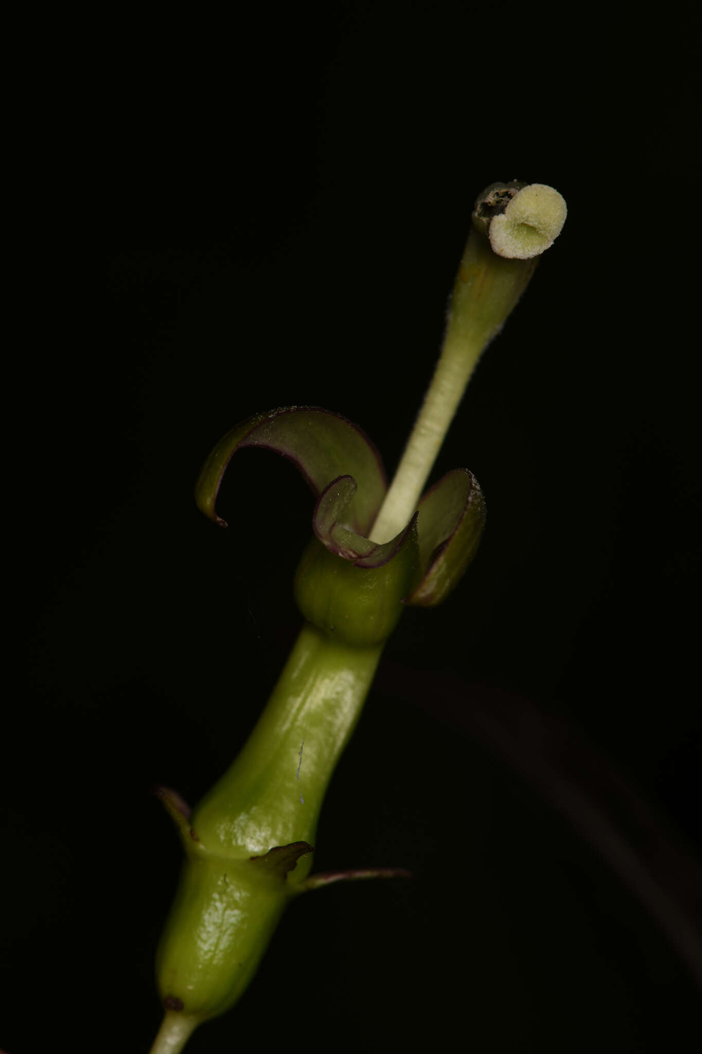 Image of Burmeistera vulgaris E. Wimm.