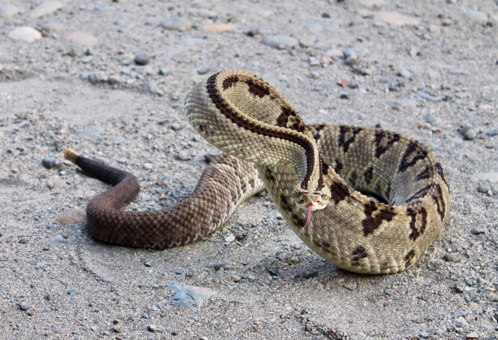 Image of Central American Rattlesnake