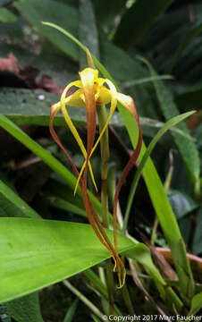 Image of Maxillaria lepidota Lindl.