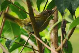 Image of Dusky Bush Tanager