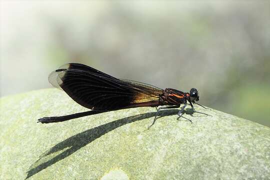 Image of Euphaea formosa Hagen ex Selys 1869