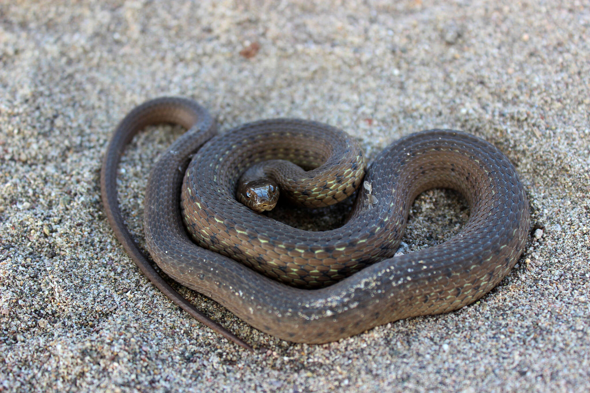 Image of Thamnophis validus (Kennicott 1860)