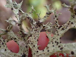 Image of Unguiculariopsis lettaui (Grummann) Coppins 1990