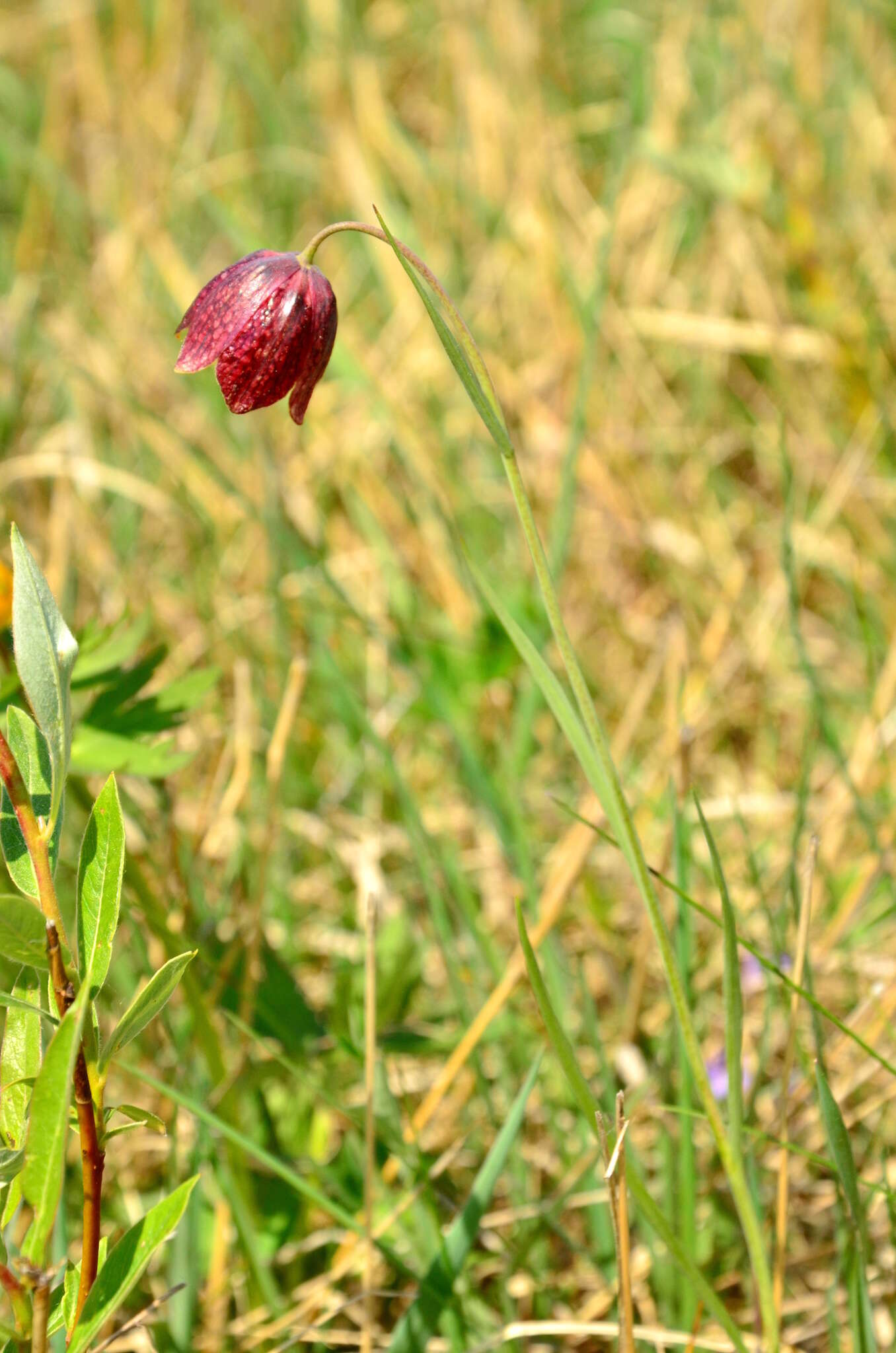 Fritillaria meleagroides Patrin ex Schult. & Schult. fil. resmi