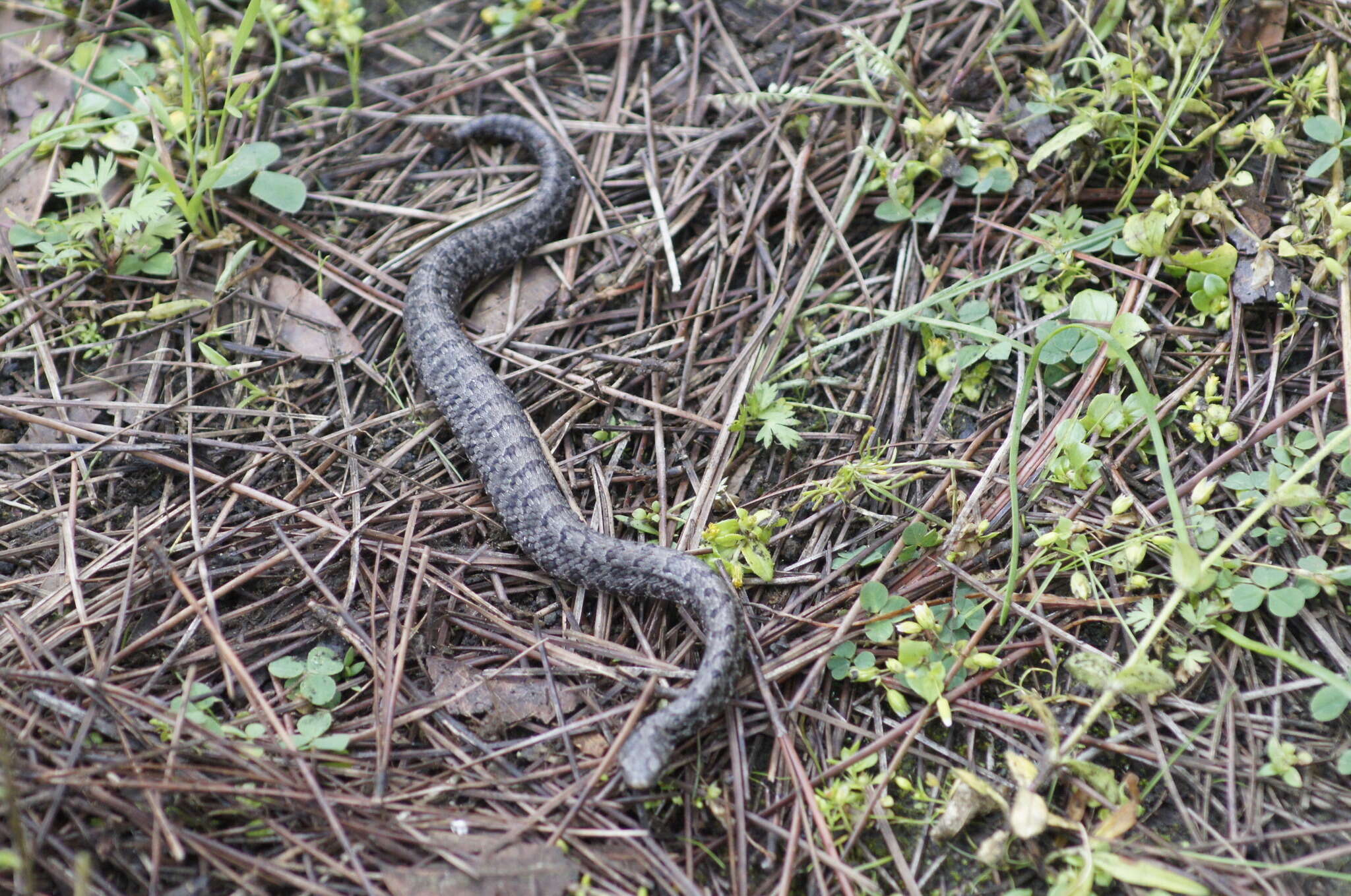 Image of Cross-banded Mountain Rattlesnake