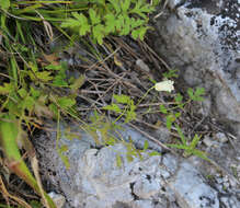 Image of Clematis aethusifolia var. latisecta Maxim.