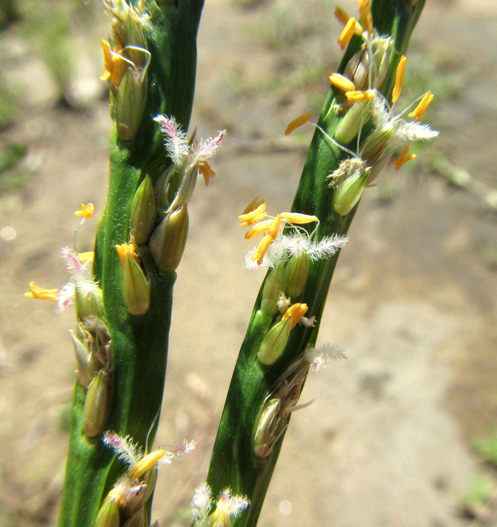 Image of Stenotaphrum dimidiatum (L.) Brongn.