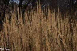 Image of Aristida rufescens Steud.