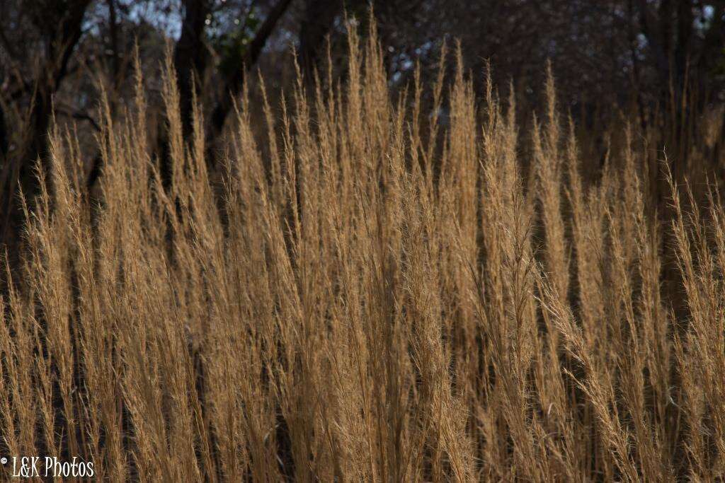 Image de Aristida rufescens Steud.