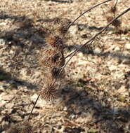 Image of Arctium nemorosum Lej.